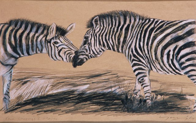 Zebras